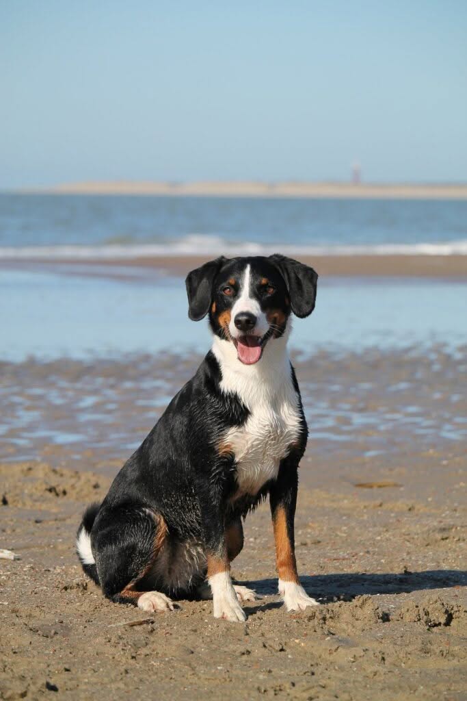 Hund Strand